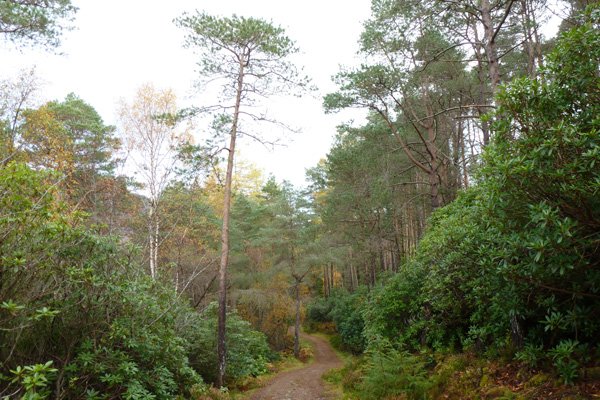 The path heading through Scots pine forest