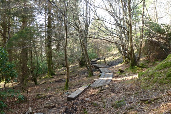 The Woodland walk near Glenfinnan Station