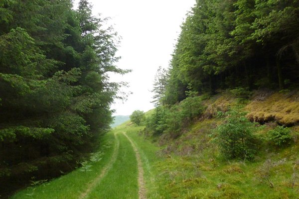 The track through the plantation towards the viewpoint at the end of the walk