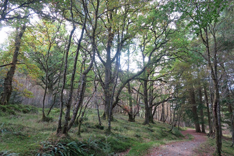 Killiechonate Woodland Walk
