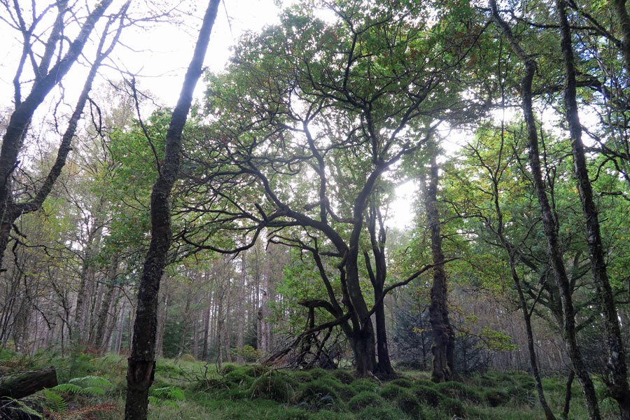 Killiechonate Woodland Walk