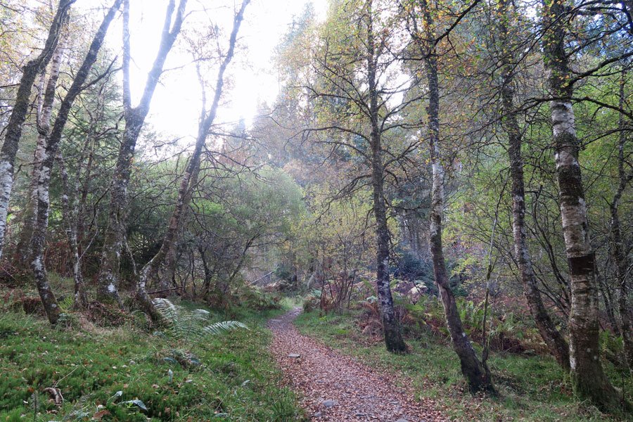 Killiechonate Woodland Walk