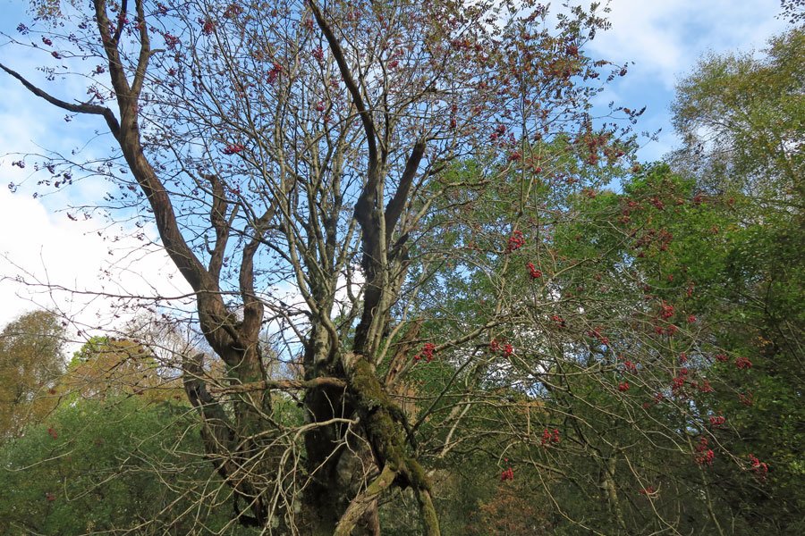 Killiechonate Woodland Walk