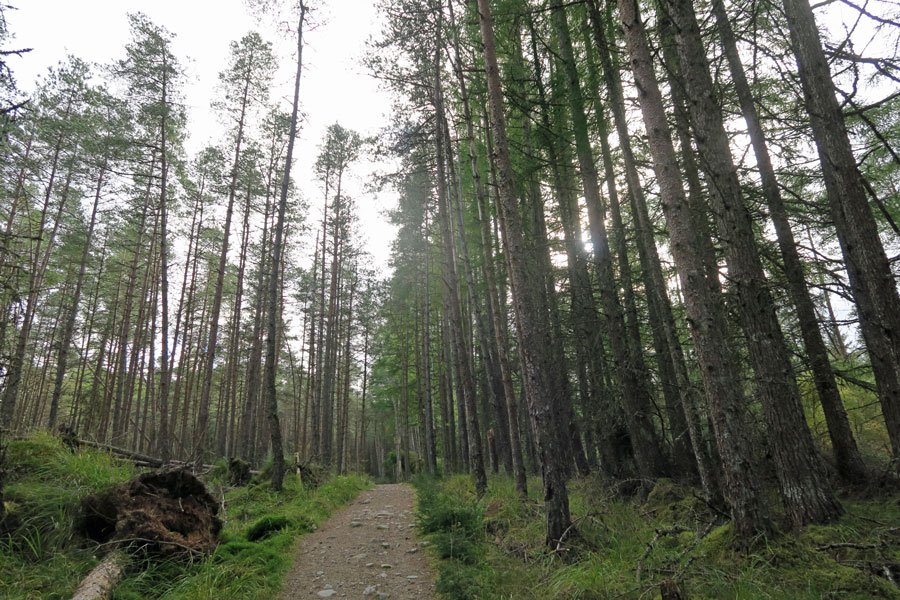 Killiechonate Woodland Walk