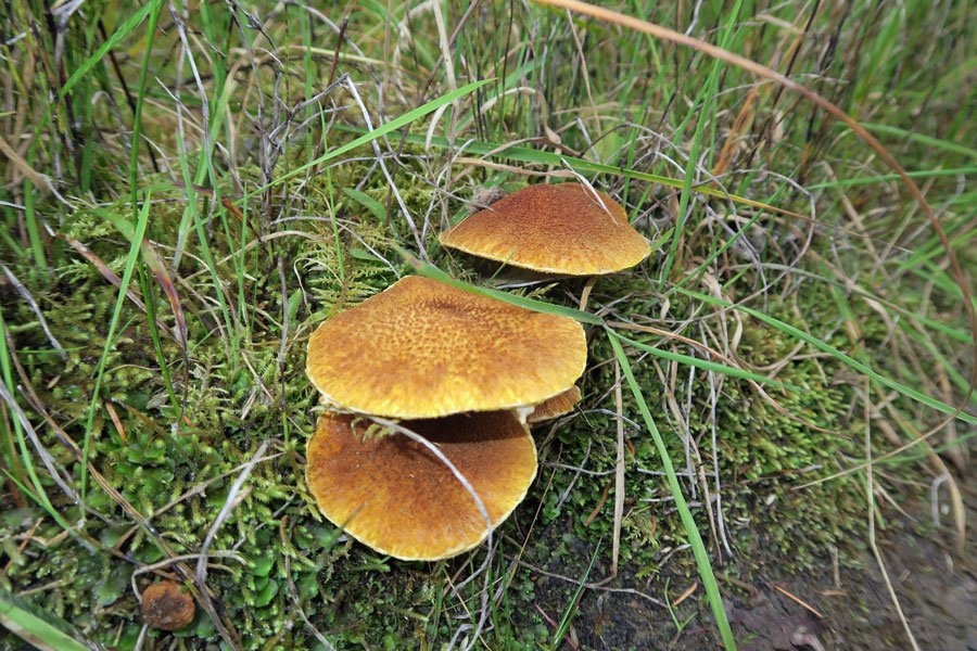 Killiechonate Woodland Walk