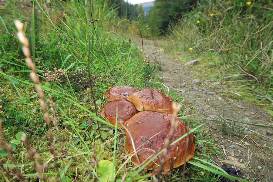 Killiechonate Woodland Walk