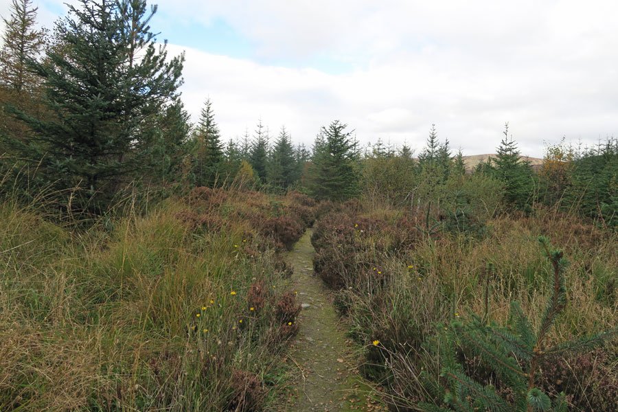 Killiechonate Woodland Walk