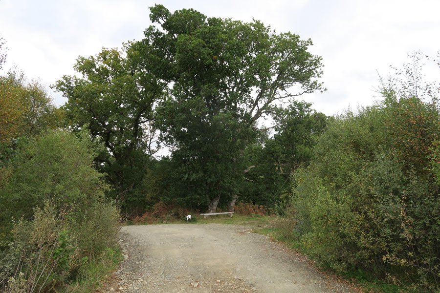 Killiechonate Woodland Walk