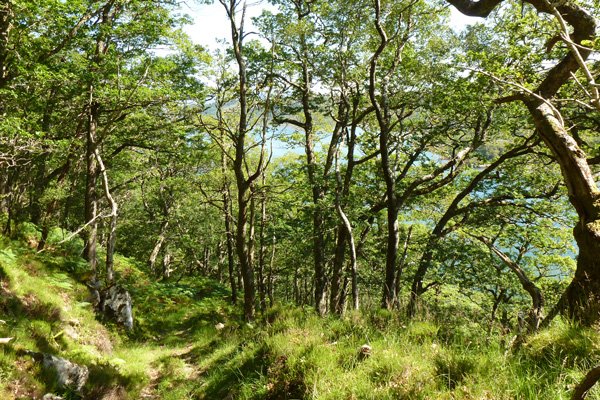 The old kinlochmoidart path
