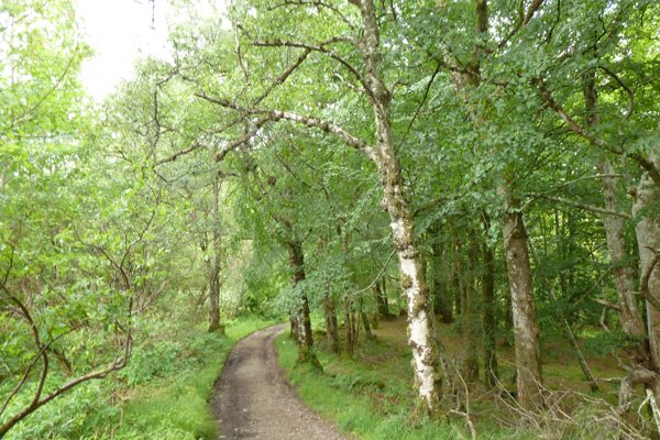 The start of the track to Larachmhor Gardens