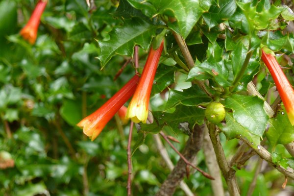 Desfontainia spinosa (Chilean Holly) in early July