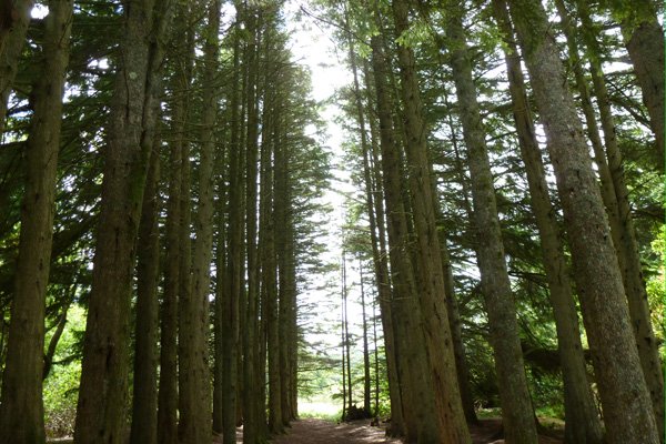 Western Hemlock shelter belt