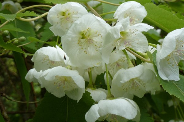 Mountain Ribbonwood in early July
