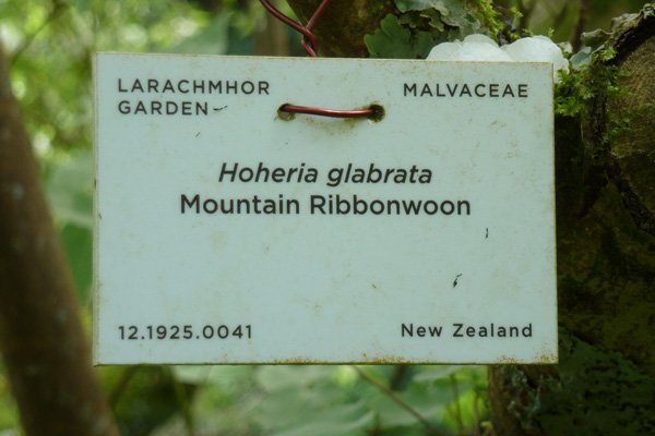 Many of the specimen plants are labelled