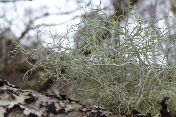 Take time to admire the lichens