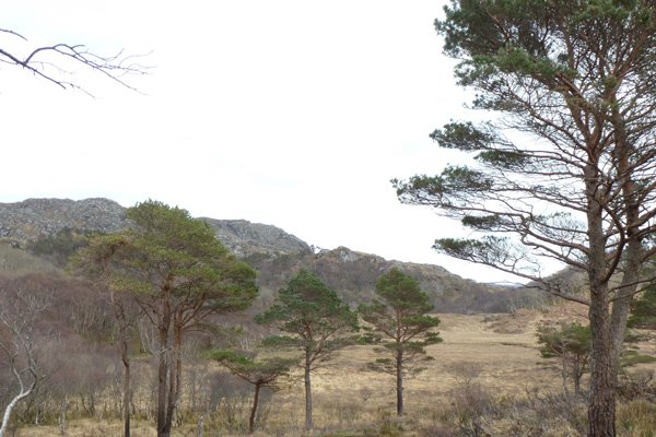 Remnants of Caledonian forest
