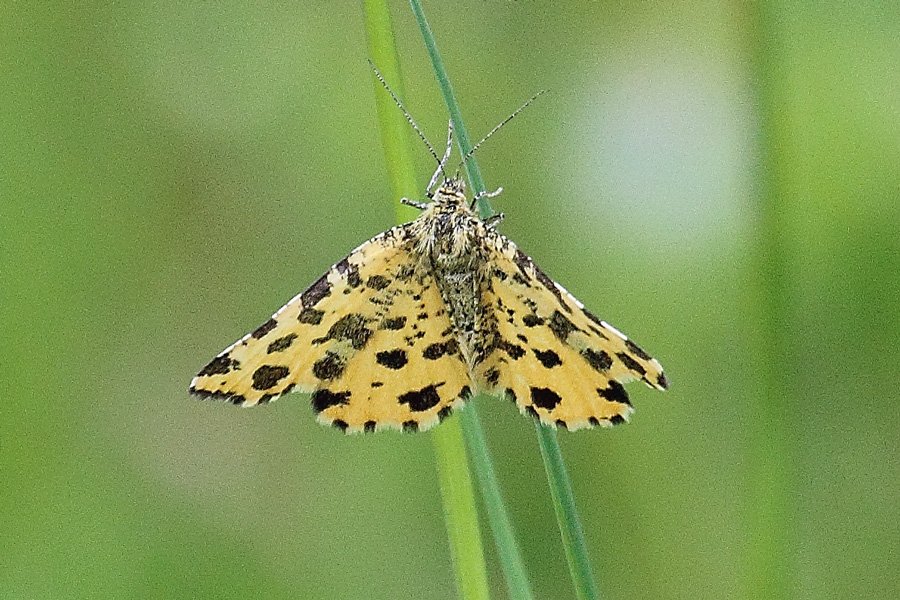Speckled Yellow is a day flying moth on the wing in May and June