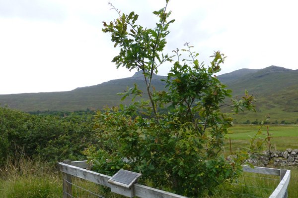 The Millionth Tree, a celebration of forty years of Rum’s National Nature Reserve status