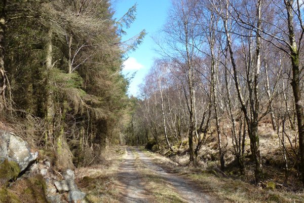 The track skirting coniferous plantation