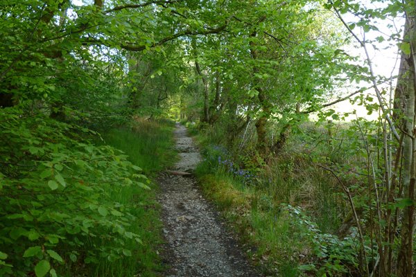 A lovely wooded section of the walk with Airds Bay behind