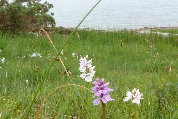 Heath spotted orchids
