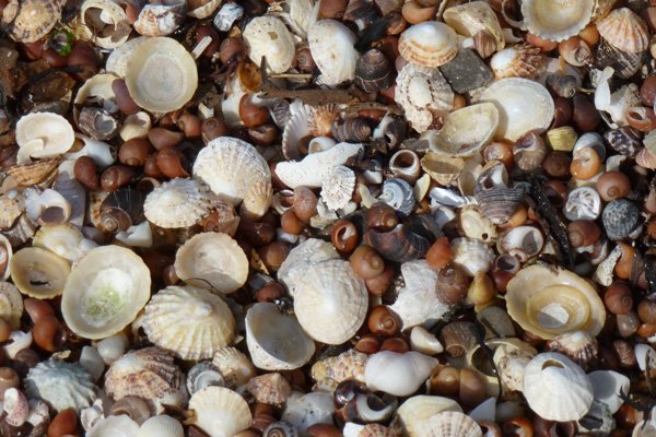 Shell beach