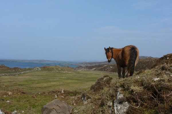The grassland is grazed by horses, sheep and cattle