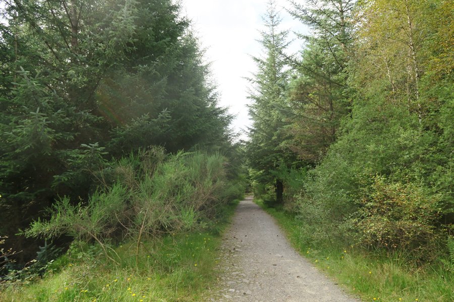 Forest path