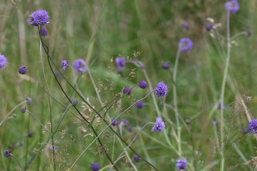 Devil's-bit scabious
