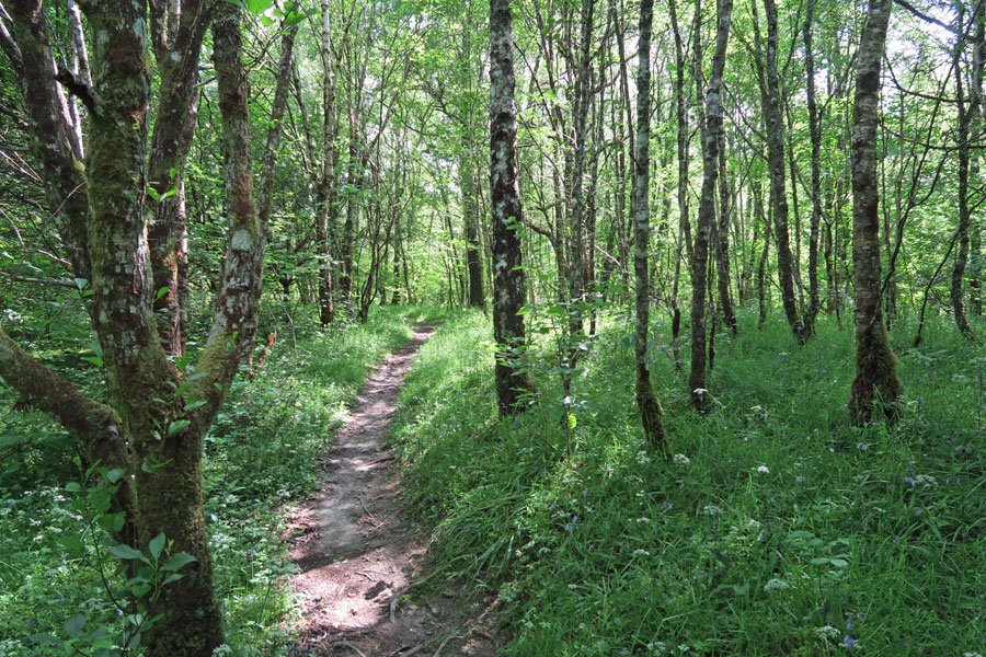A lovely walk through the woods in Spring
