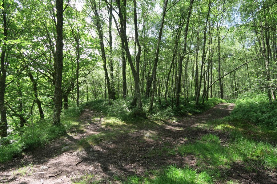 Take the path to the left and descend