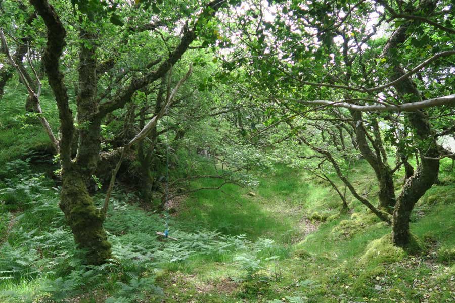 Ancient Atlantic Oak woodlands on Shielfoot Torr