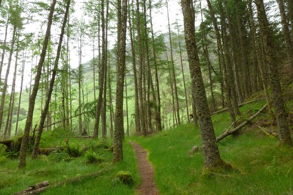 Path through the woodland plantations of An Torr