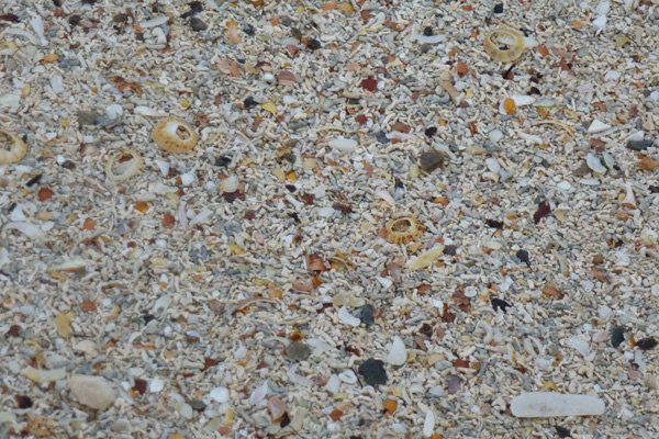 Shell beach