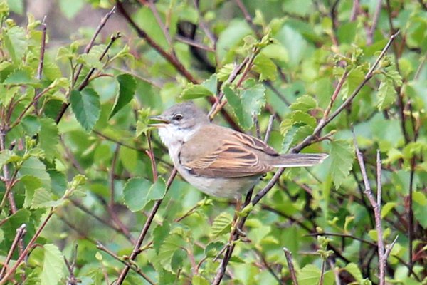 Whitethroat on the moorland above Sonachan