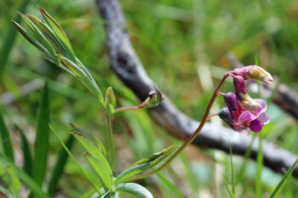 Heath pea on the moorland above Sonachan