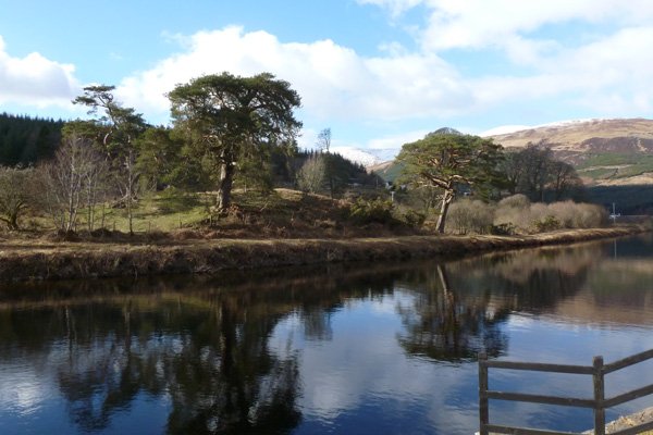 A lovely clump of mature Scots Pine