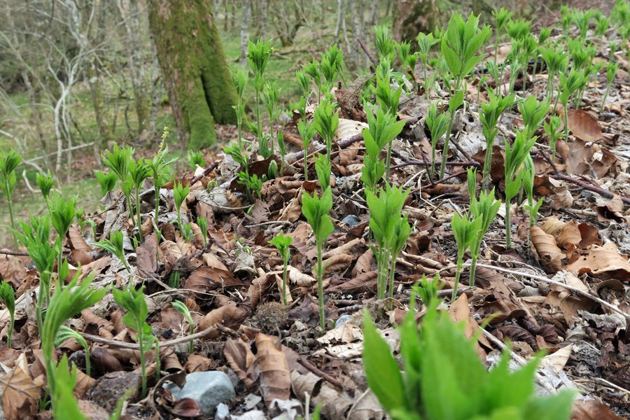 Dog's mercury in early April