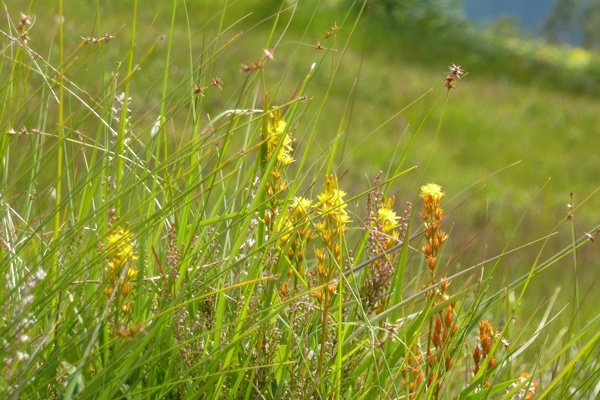 Bog Asphodel in late July