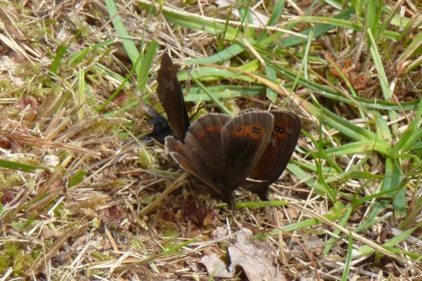 Scotch Argus butterflies in late July