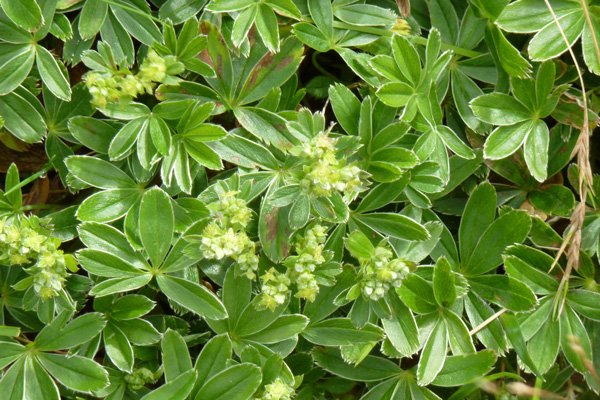 Alpine Lady’s Mantle (Alchemilla alpine)