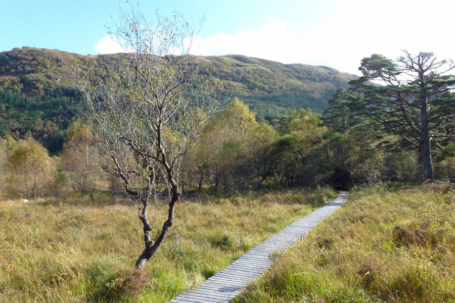 A boardwalk to the River Strontian