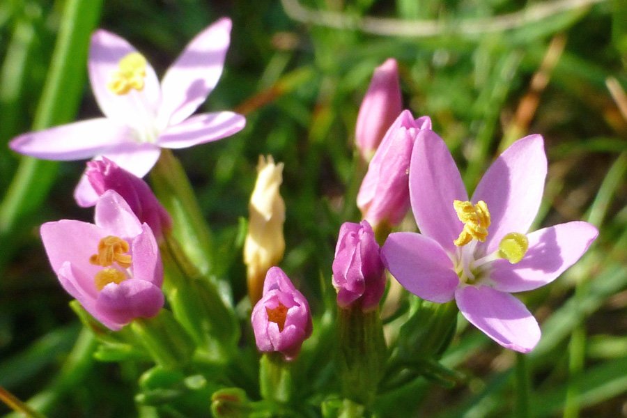 Common Centaury - a splash of colour in the dune slacks