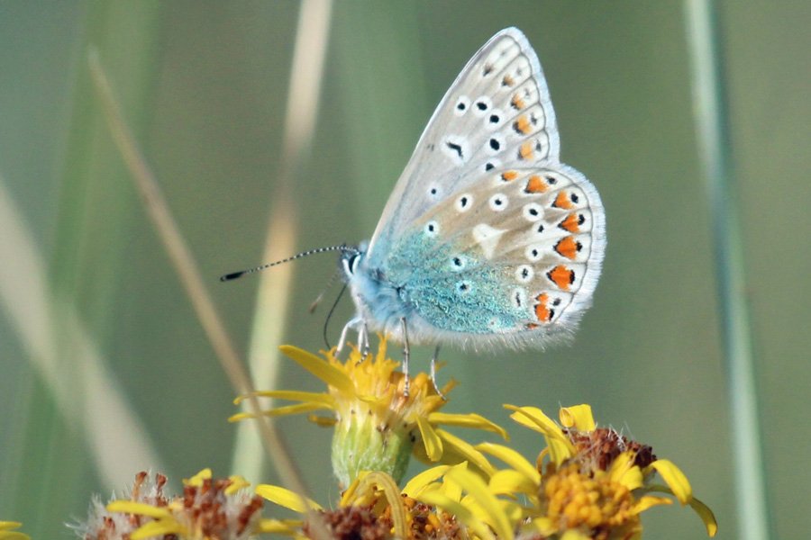 Common blue butterfly