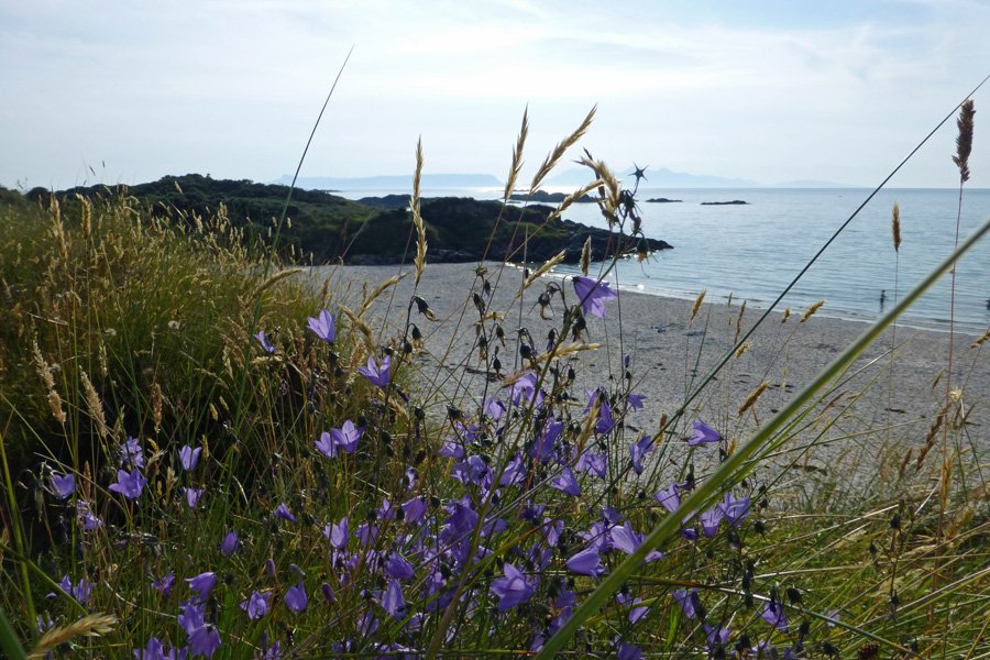 Harebells growing in the dunes behind Camusdarach beach