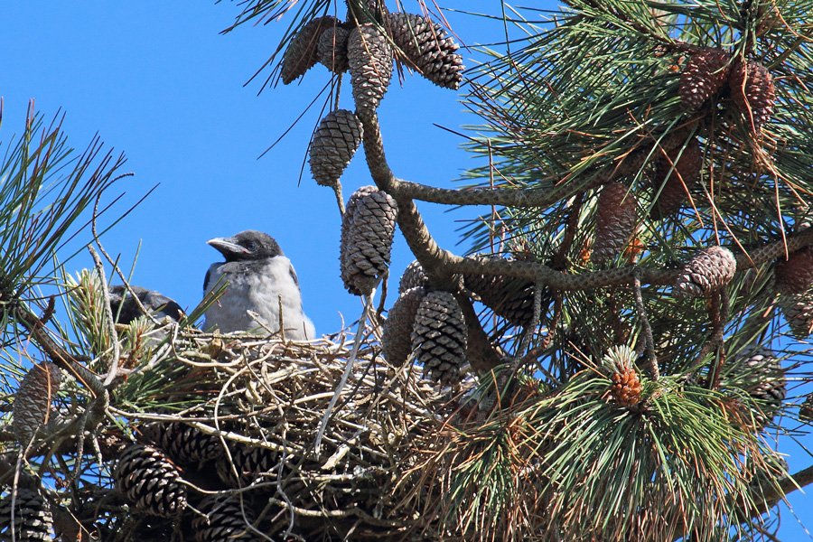 The crows nest at Camusdarach