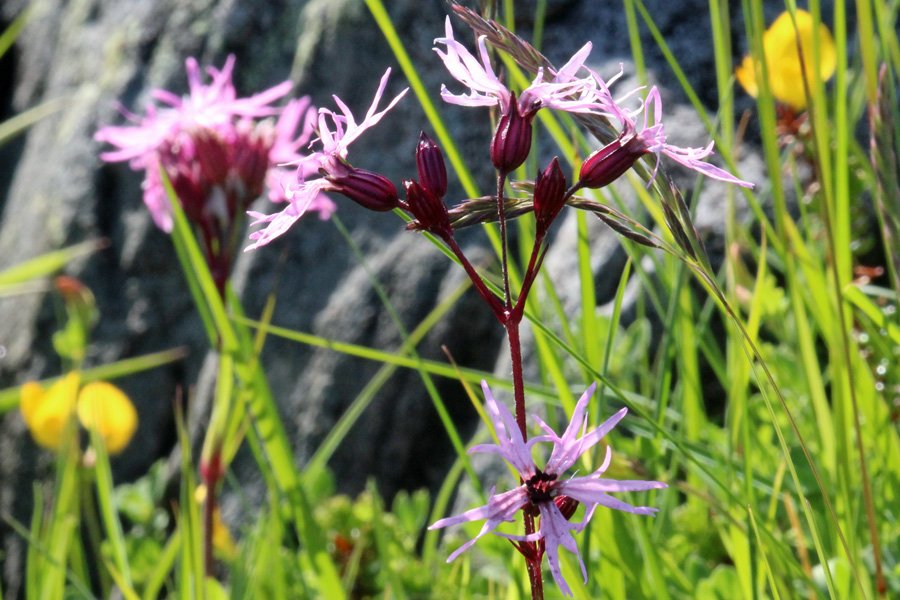 Ragged robin - a plant of marshy ground