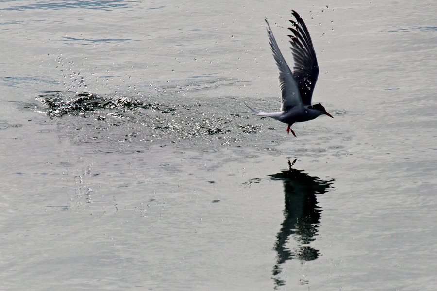 Common Tern taking off at Camusdarach