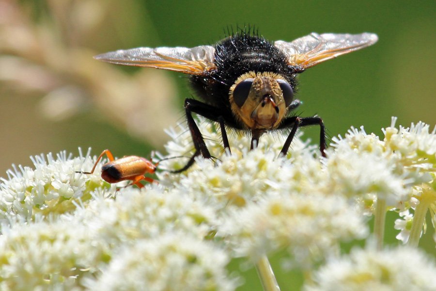 The Giant Tachnid fly - resembles a bumble bee in flight