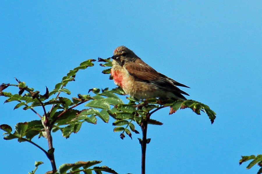 A linnet in the dunes behind Camusdarach